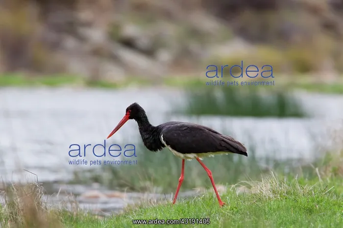 : Black Stork : Black Stork