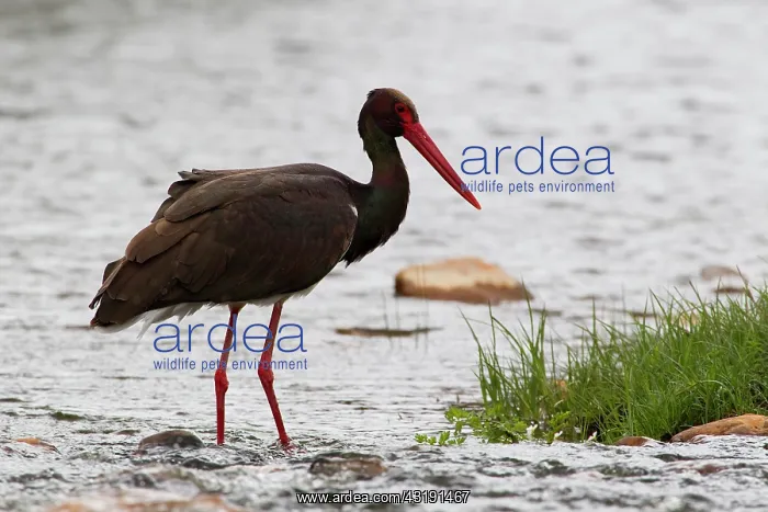 : Black Stork : Black Stork