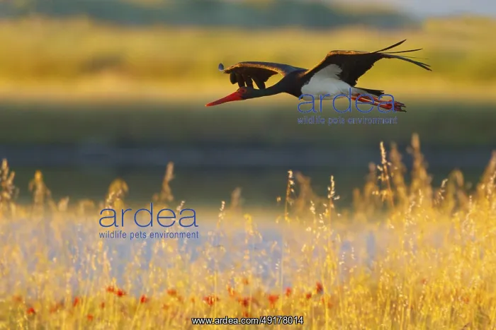  : Black Stork (Ciconia nigra) flying, Greece