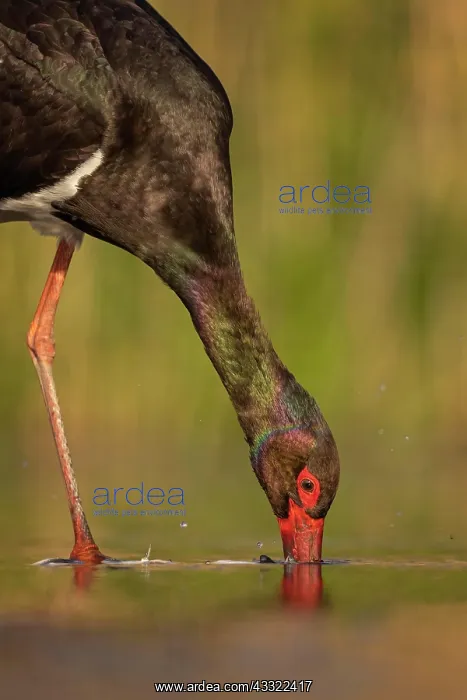  : Black stork (Ciconia nigra) head portrait, foraging