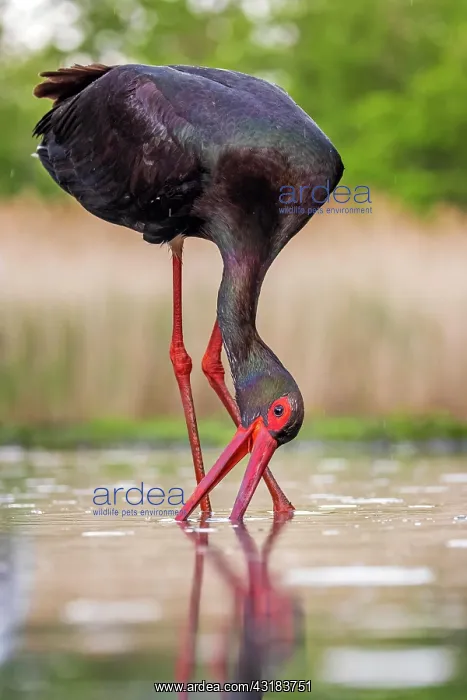  : Black stork (Ciconia nigra) Old bird foraging, fishing