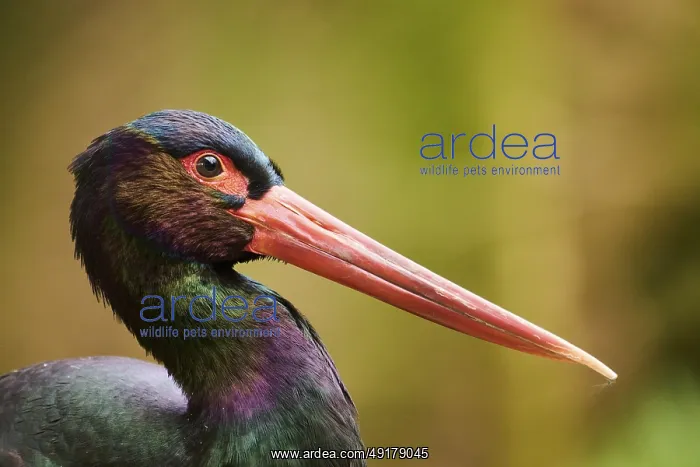  : Black stork (Ciconia nigra), portrait