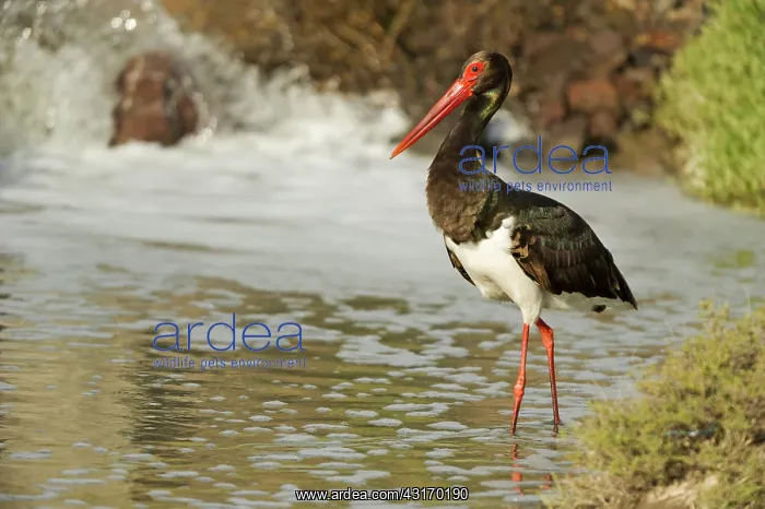  : Black Stork (Ciconia nigra) resting