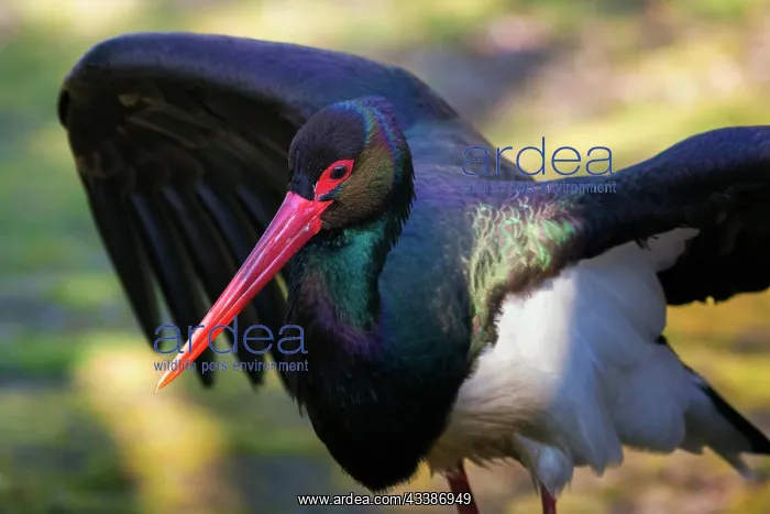  : Black stork (Ciconia nigra), spread wings, Wisentgehege