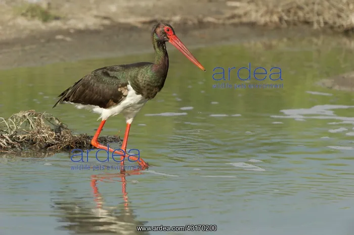  : Black Stork (Ciconia nigra) walking
