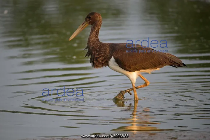  : Black stork (Ciconia nigra), young bird, Mecklenburg-Western