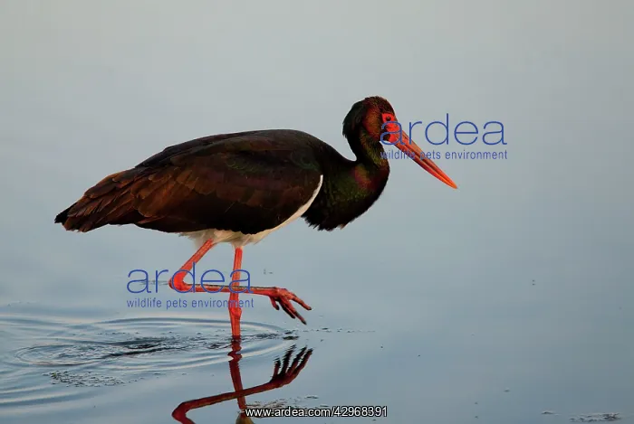 : Black Stork - feeding in shallow lagoon - on spring : Black Stork - feeding in shallow lagoon - on spring