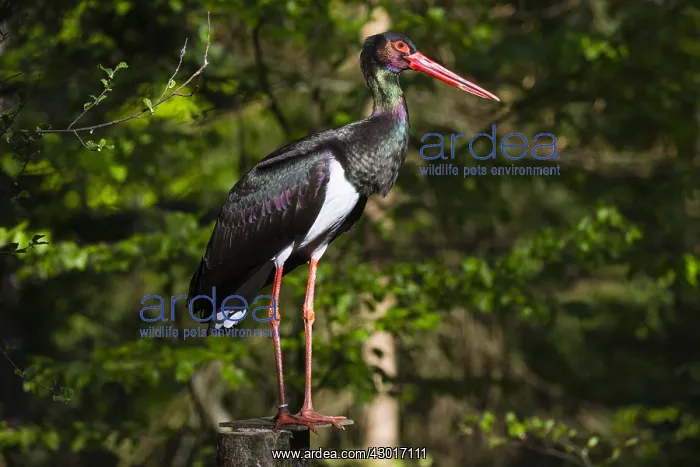 : Black Stork - male, perched on post in forest, Bavarian : Black Stork - male, perched on post in forest, Bavarian