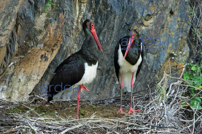 : Black Stork - pair at nest : Black Stork - pair at nest