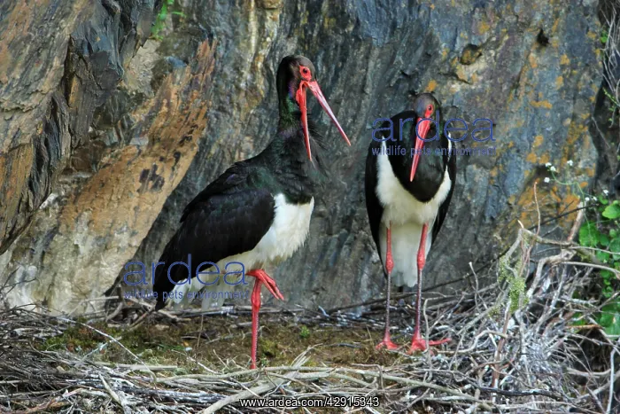 : Black Stork - pair at nest : Black Stork - pair at nest