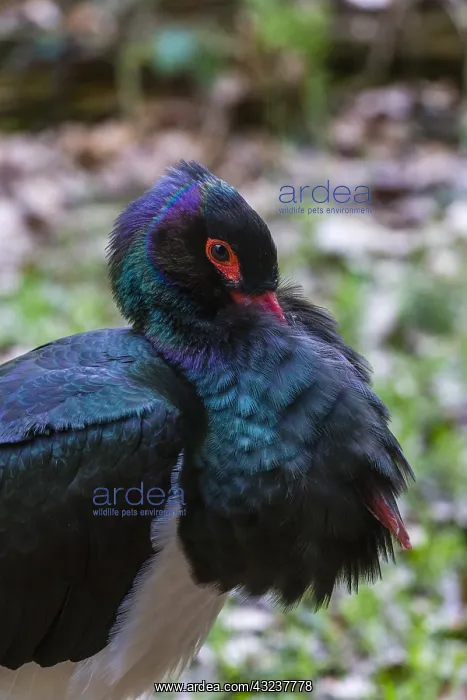 : Black Stork - portrait of male resting, Bavarian : Black Stork - portrait of male resting, Bavarian