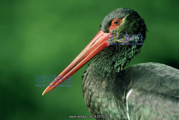 : Black Stork - Portrait showing iridescent plumage : Black Stork - Portrait showing iridescent plumage
