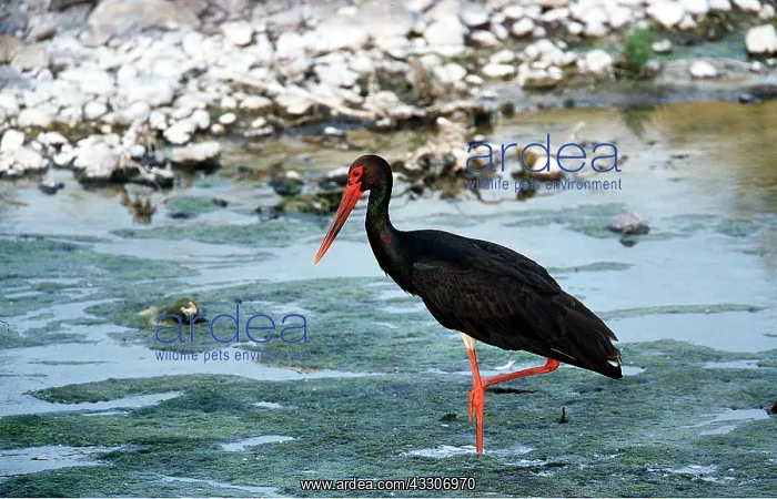: Black STORK - in river : Black STORK - in river