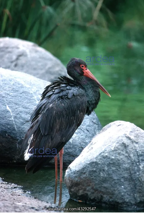 : BLACK STORK - standing : BLACK STORK - standing