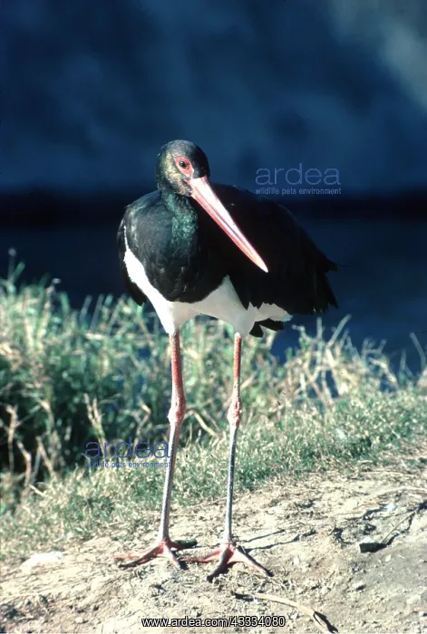: BLACK STORK - standing : BLACK STORK - standing