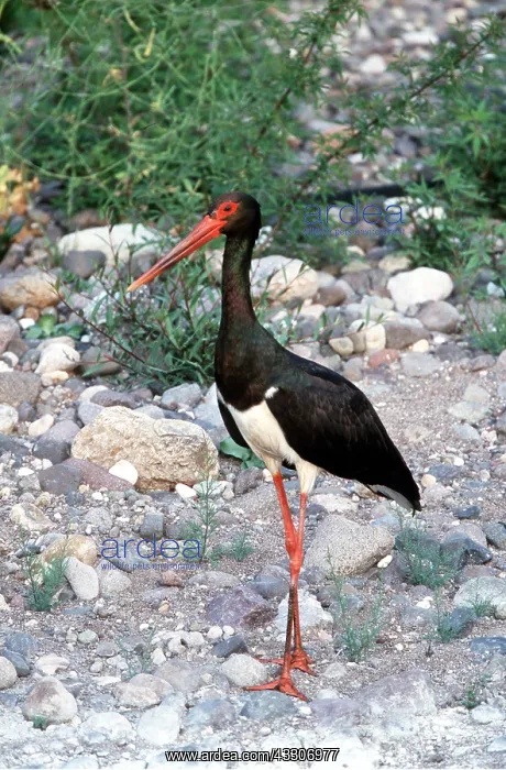 : BLACK STORK - standing on rocky ground : BLACK STORK - standing on rocky ground