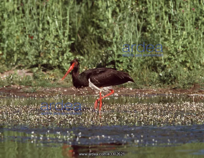 : BLACK STORK - WADING : BLACK STORK - WADING