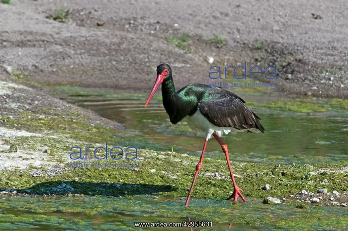 : Black Stork - walking along in edge of river : Black Stork - walking along in edge of river