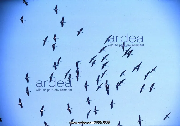 : BLACK STORKS - flock in flight, migration : BLACK STORKS - flock in flight, migration