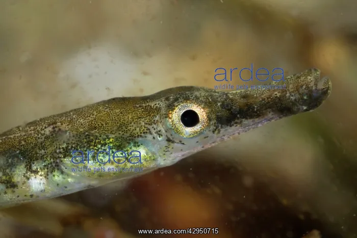 : Black-striped Pipefish - juvenile : Black-striped Pipefish - juvenile