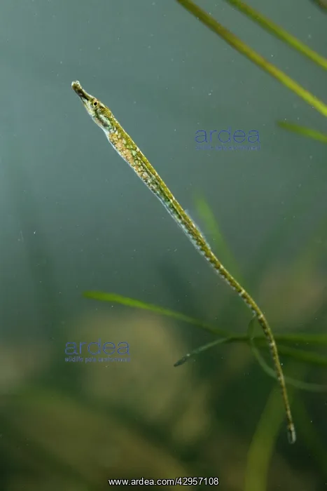 : Black-striped Pipefish - juvenile : Black-striped Pipefish - juvenile