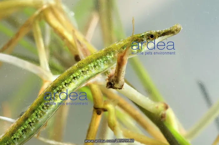  : Black-striped Pipefish - subadult