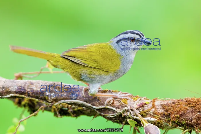 : Black-striped Sparrow : Black-striped Sparrow