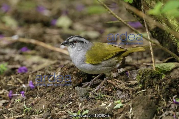: Black-striped sparrow Arremonops conirostris A passeri : Black-striped sparrow Arremonops conirostris A passeri