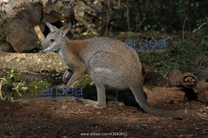 : Black-striped Wallaby : Black-striped Wallaby