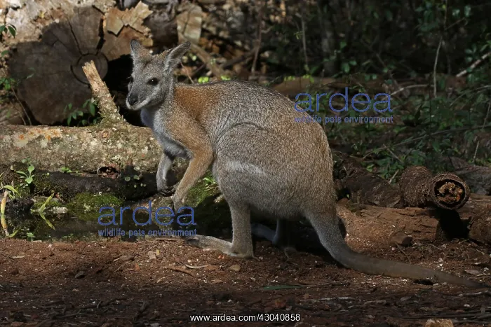 : Black-striped Wallaby : Black-striped Wallaby