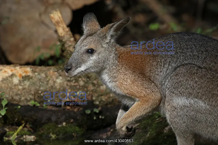 : Black-striped Wallaby : Black-striped Wallaby