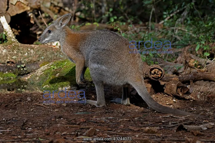 : Black-striped Wallaby : Black-striped Wallaby