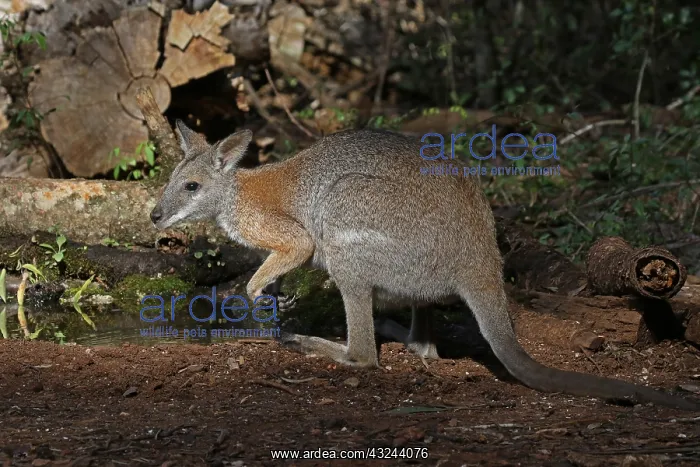 : Black-striped Wallaby : Black-striped Wallaby
