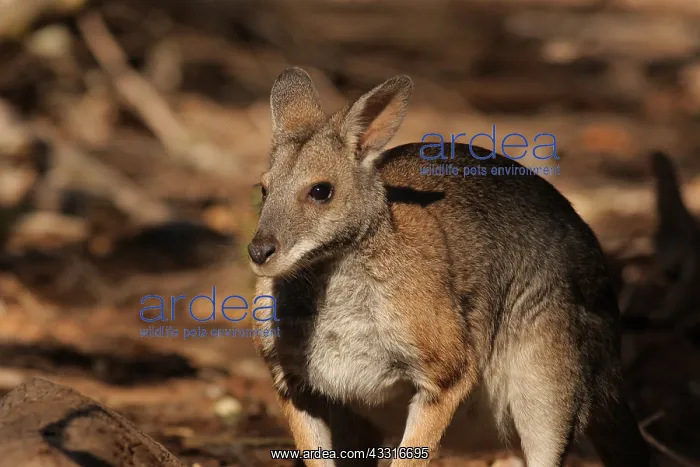 : Black-striped Wallaby 4903 : Black-striped Wallaby 4903