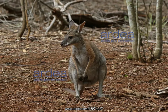 : Black-striped Wallaby A2938 : Black-striped Wallaby A2938