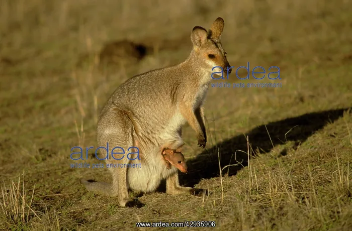 : Black-striped Wallaby - with joey in pouch : Black-striped Wallaby - with joey in pouch
