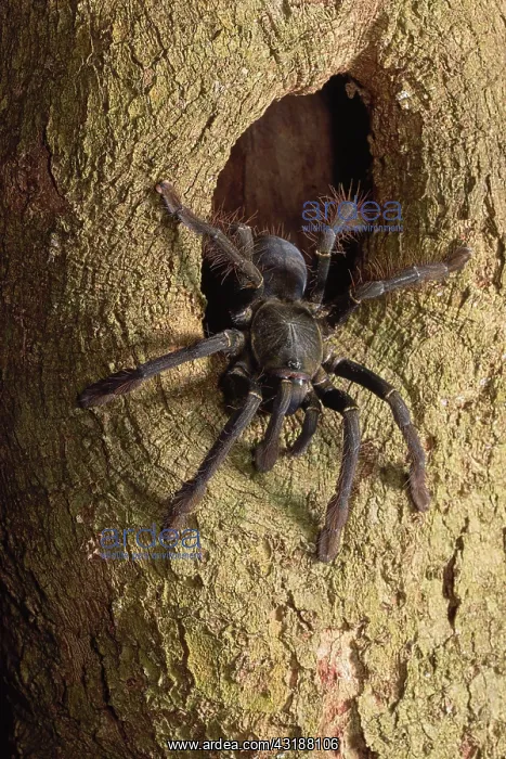: Black Sulawesi tarantula (Cyriopagopus sp Sulawesi : Black Sulawesi tarantula (Cyriopagopus sp Sulawesi