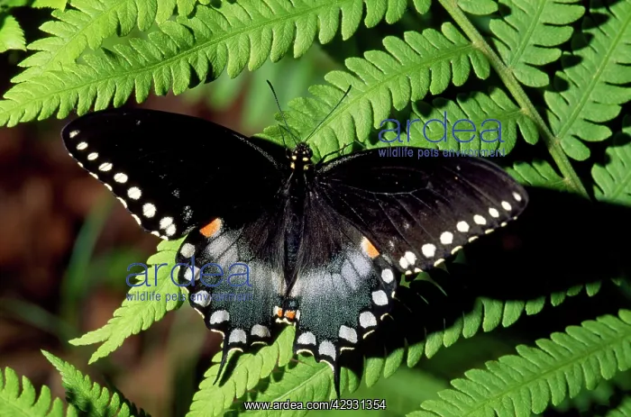  : Black Swallowtail