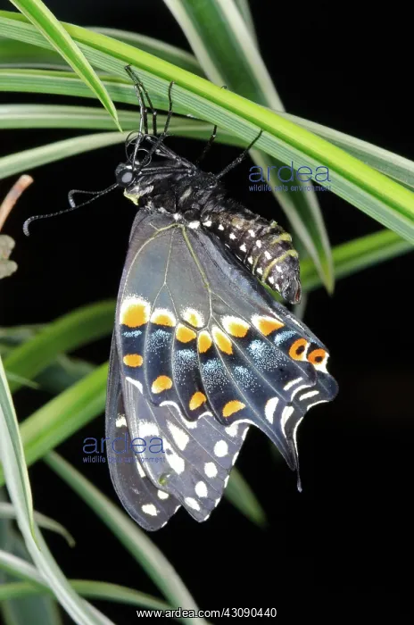 : Black Swallowtail Butterfly : Black Swallowtail Butterfly