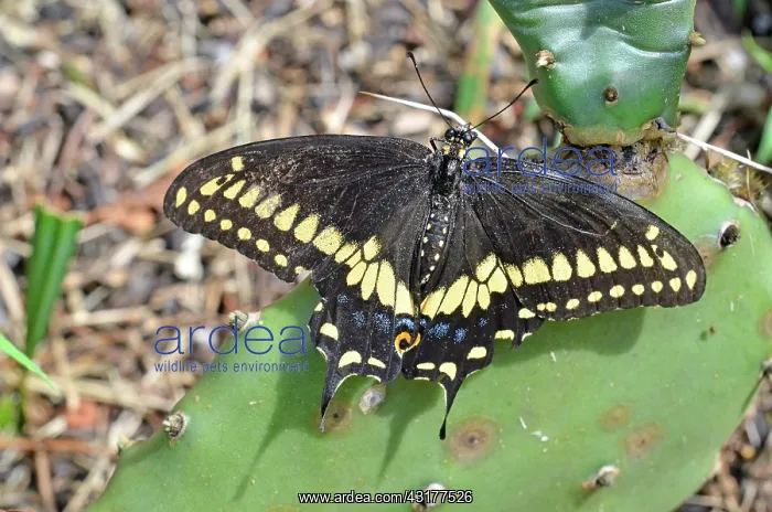 : Black Swallowtail Butterfly : Black Swallowtail Butterfly