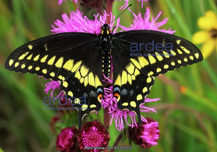 : Black Swallowtail Butterfly : Black Swallowtail Butterfly