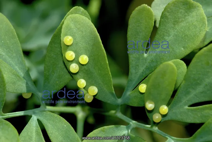 : Black Swallowtail Butterfly Eggs : Black Swallowtail Butterfly Eggs