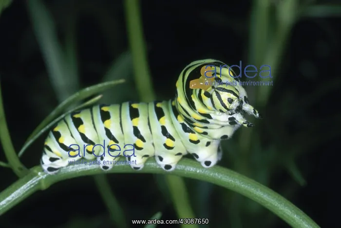 : Black Swallowtail Caterpillar : Black Swallowtail Caterpillar
