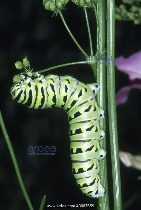 : Black Swallowtail Caterpillar : Black Swallowtail Caterpillar