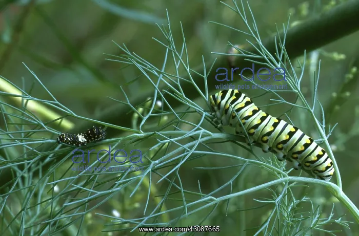 : Black Swallowtail Caterpillars : Black Swallowtail Caterpillars
