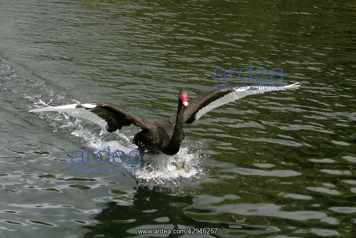 : Black Swan : Black Swan