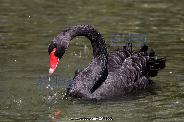 : Black Swan : Black Swan