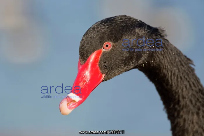 : Black Swan : Black Swan