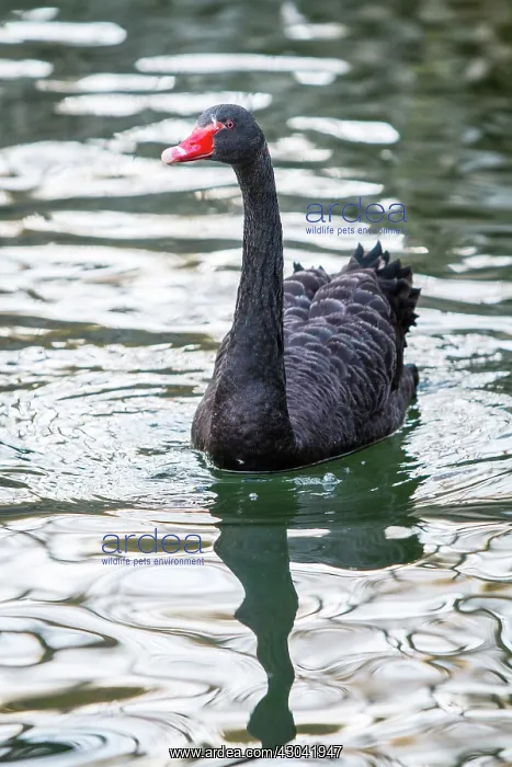  : Black Swan