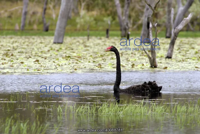 : Black Swan : Black Swan